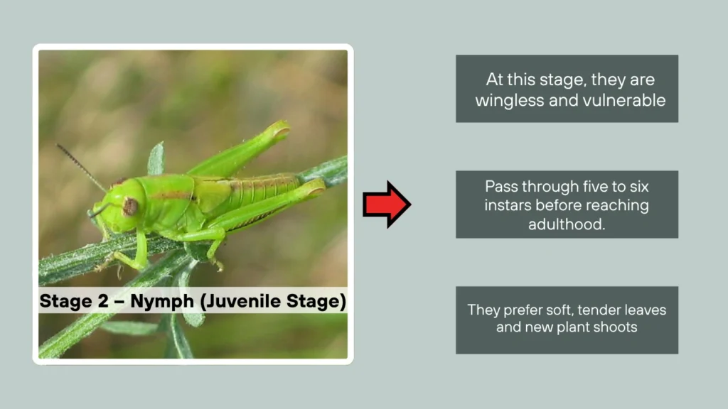 Stage 2 – Nymph (Juvenile Stage)