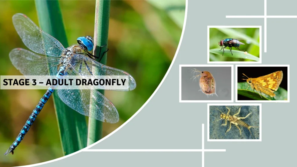 Stage 3 – Adult Dragonfly