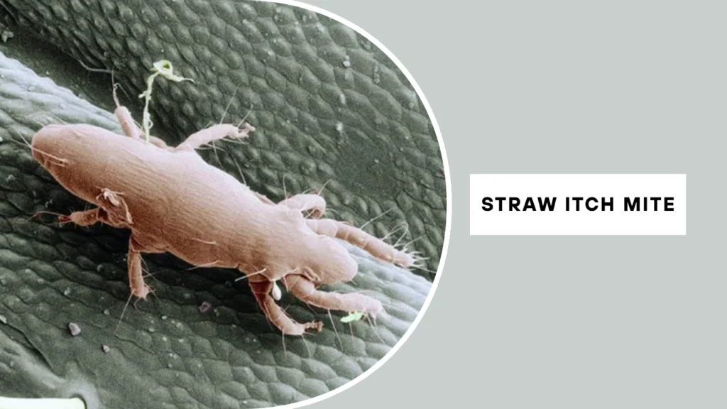 Straw Itch Mite (Pyemotes tritici)