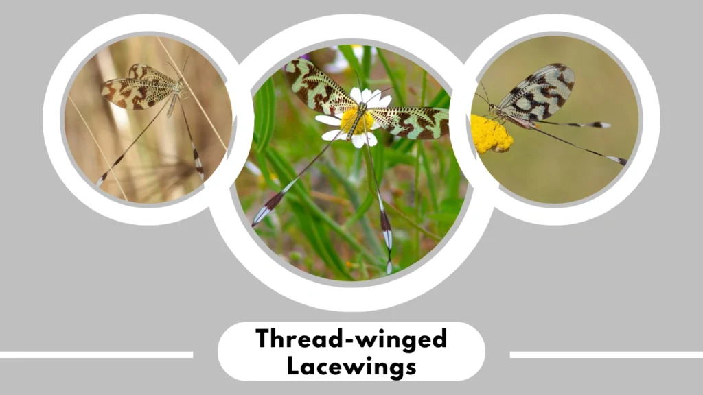 Thread-winged Lacewings