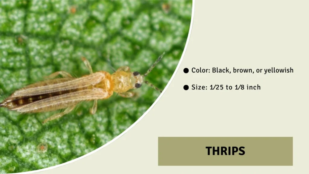 Thrips