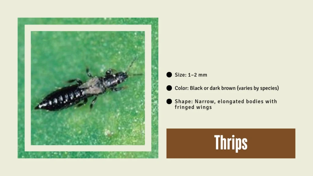 Thrips (Black Species)