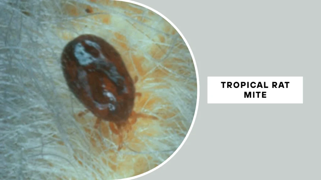 Tropical Rat Mite (Ornithonyssus bacoti)