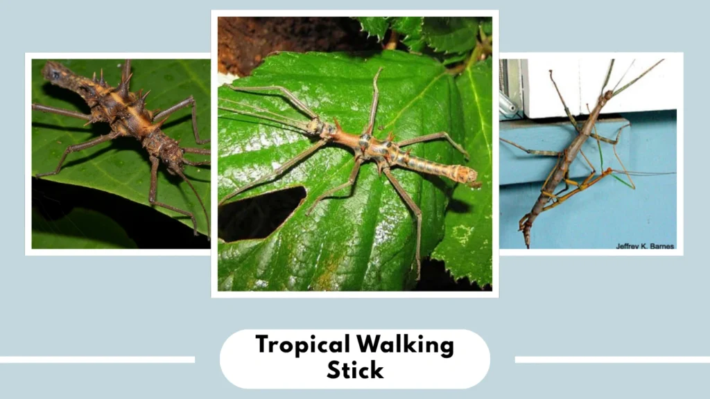 Tropical Walking Stick