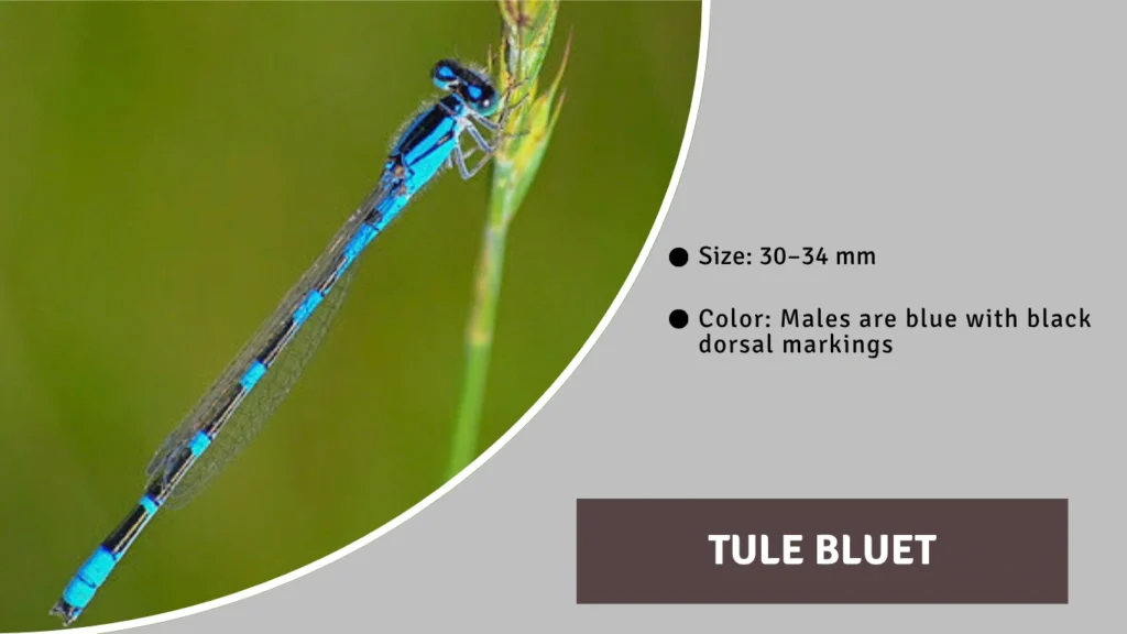 Tule Bluet