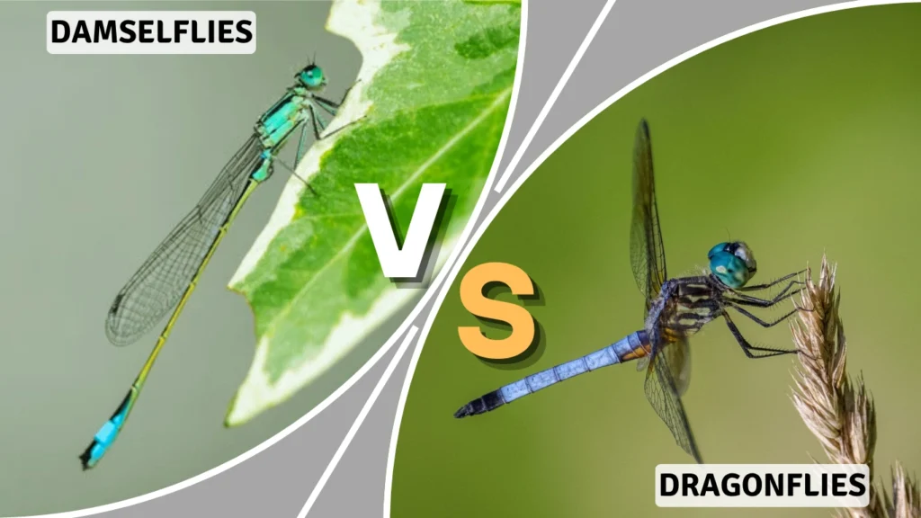 Damselfly vs Dragonfly: