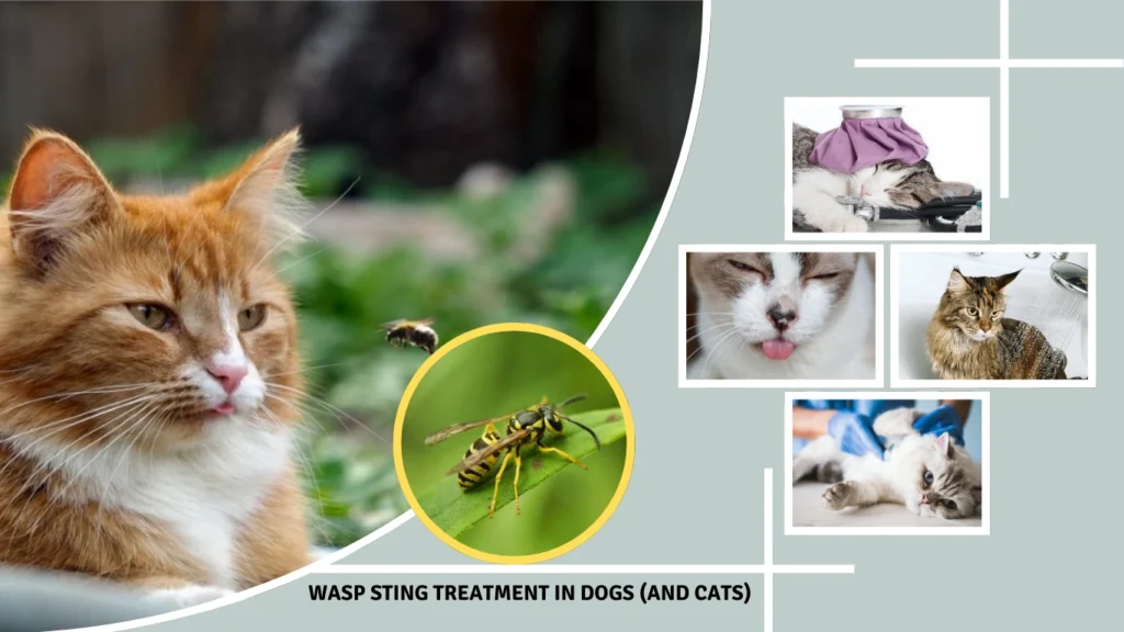 Wasp Sting Treatment in Dogs (and Cats)