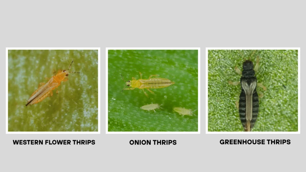 Western Flower Thrips vs Other Thrips