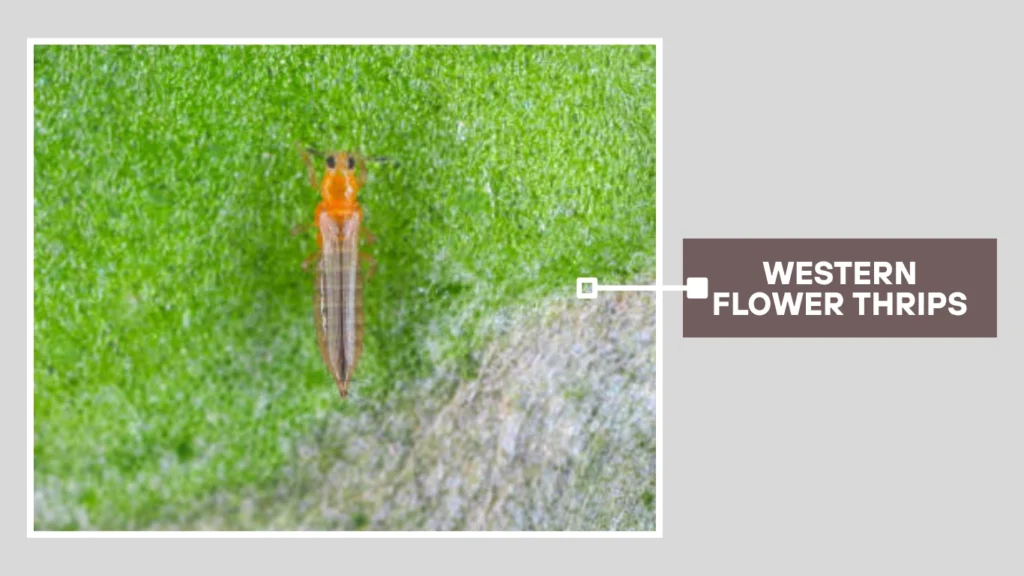 What Are Western Flower Thrips