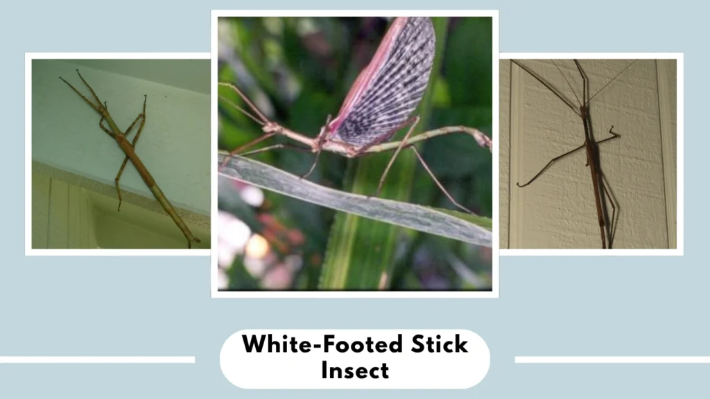 White-Footed Stick Insect