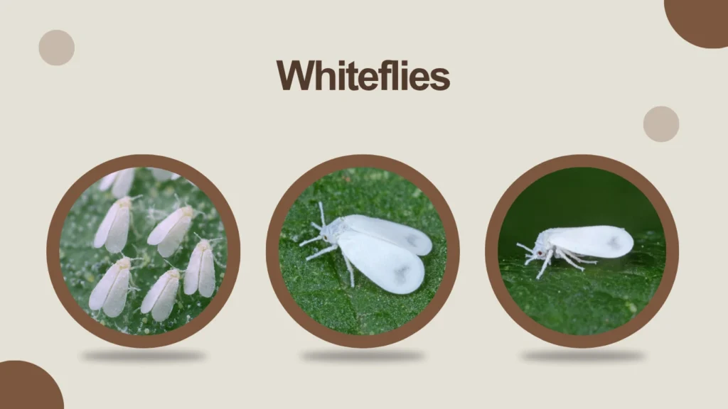 Whiteflies