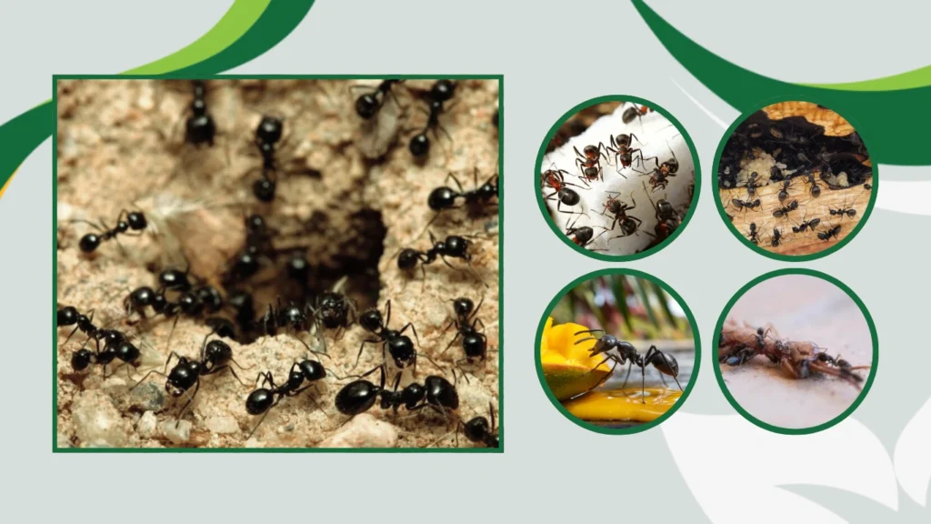 Why are black garden ants in my house