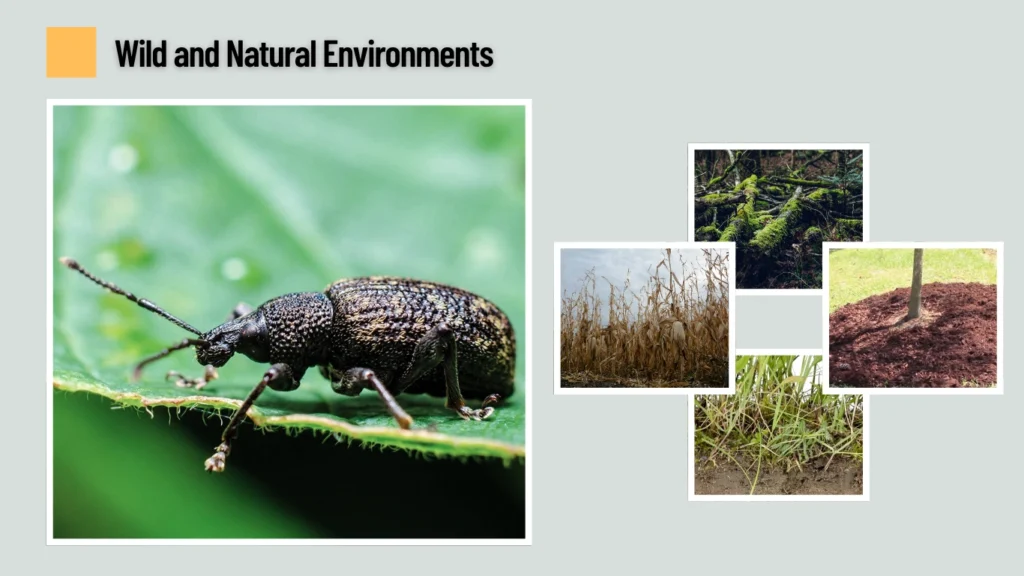 Wild and Natural Environments