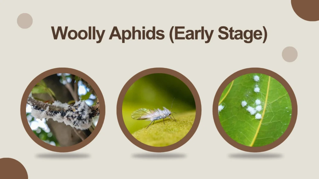 Woolly Aphids (Early Stage)