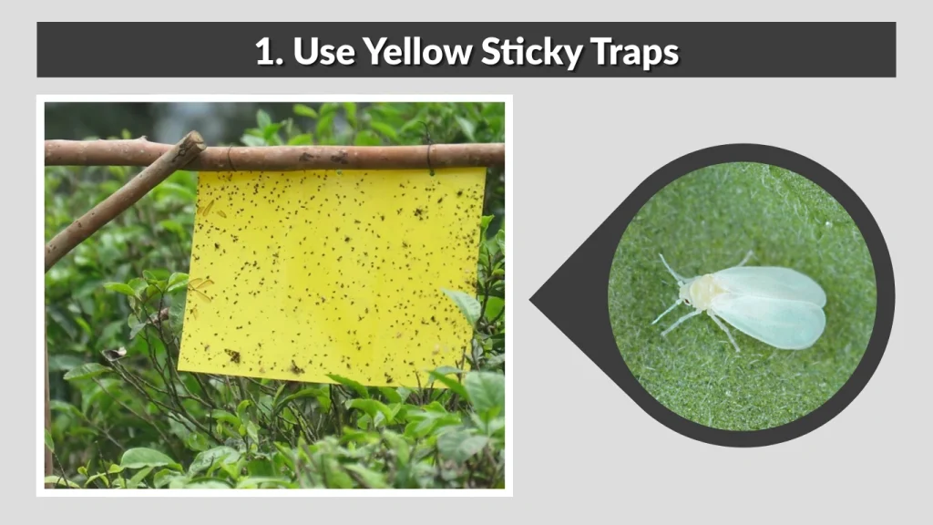 1. Use Yellow Sticky Traps