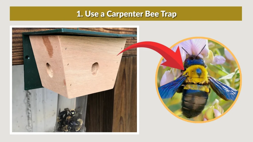 1. Use a Carpenter Bee Trap
