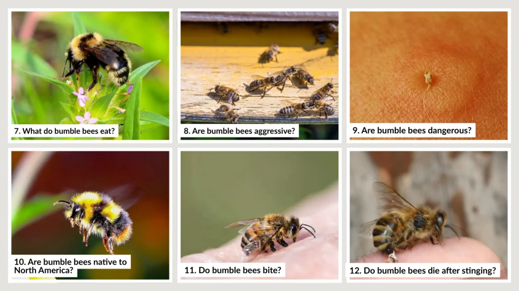 10. Are bumble bees native to North America