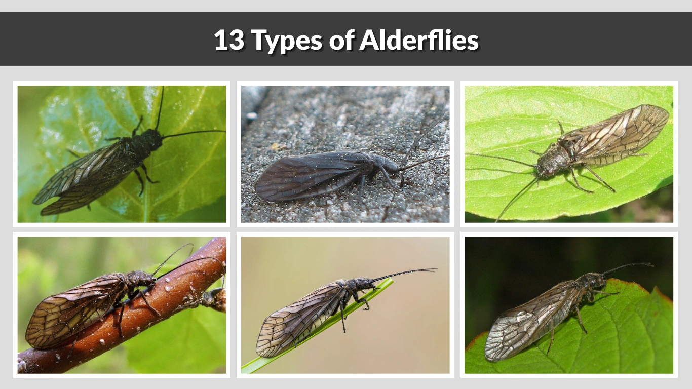 13 Types of Alderflies identification with Pictures