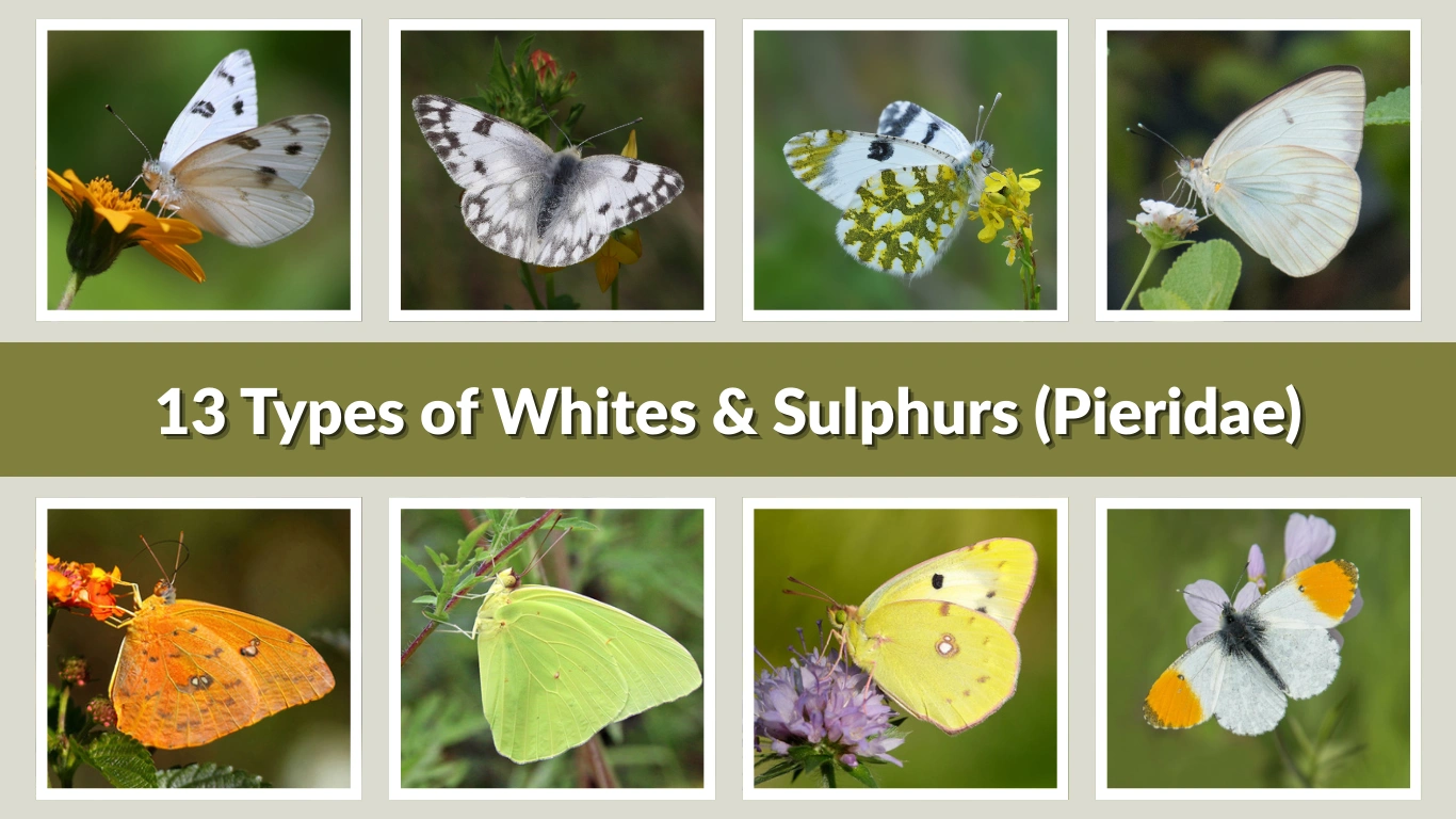 13 Types of Whites & Sulphurs (Pieridae) Identification With Pictures