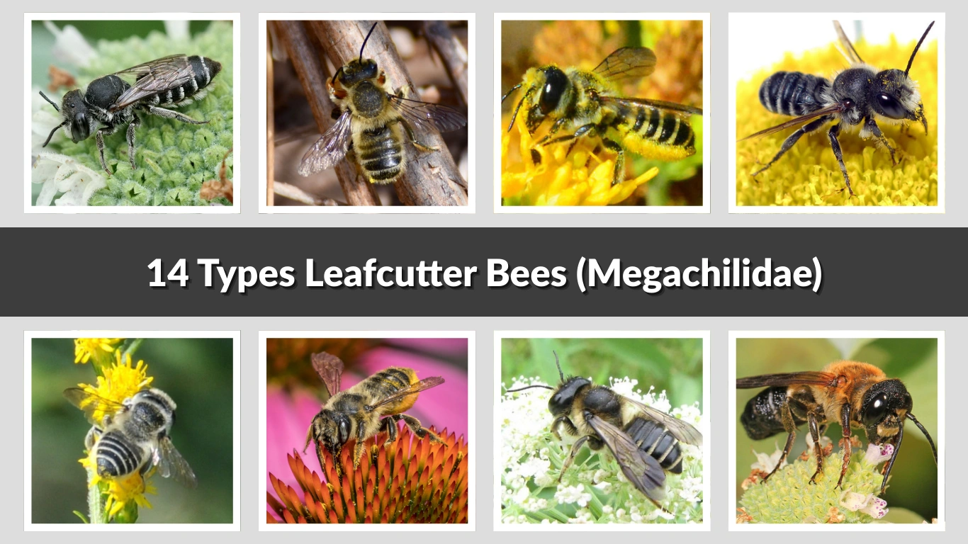 14 Types Leafcutter Bees (Megachilidae) Identification With Pictures