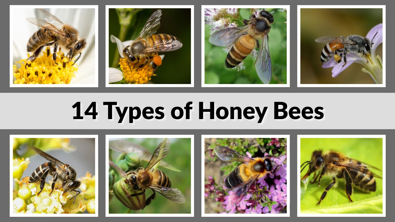 14 Types of Honey Bees Identification with Species and Roles
