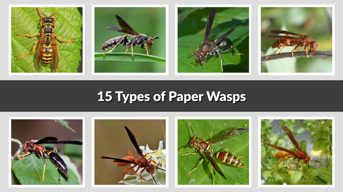 15 Types of Paper Wasps Different Species Identification