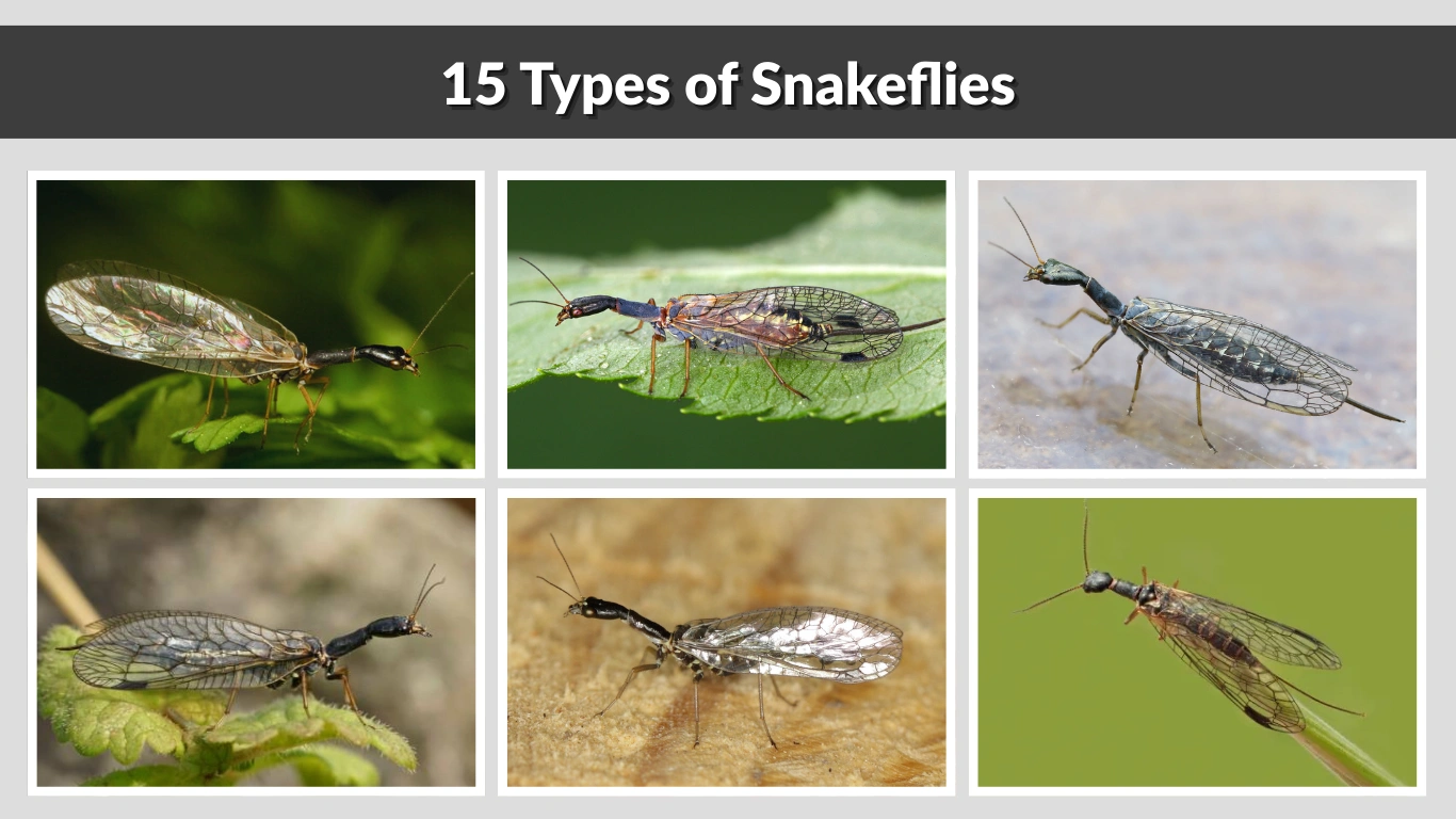 15 Types of Snakeflies Identification with Pictures