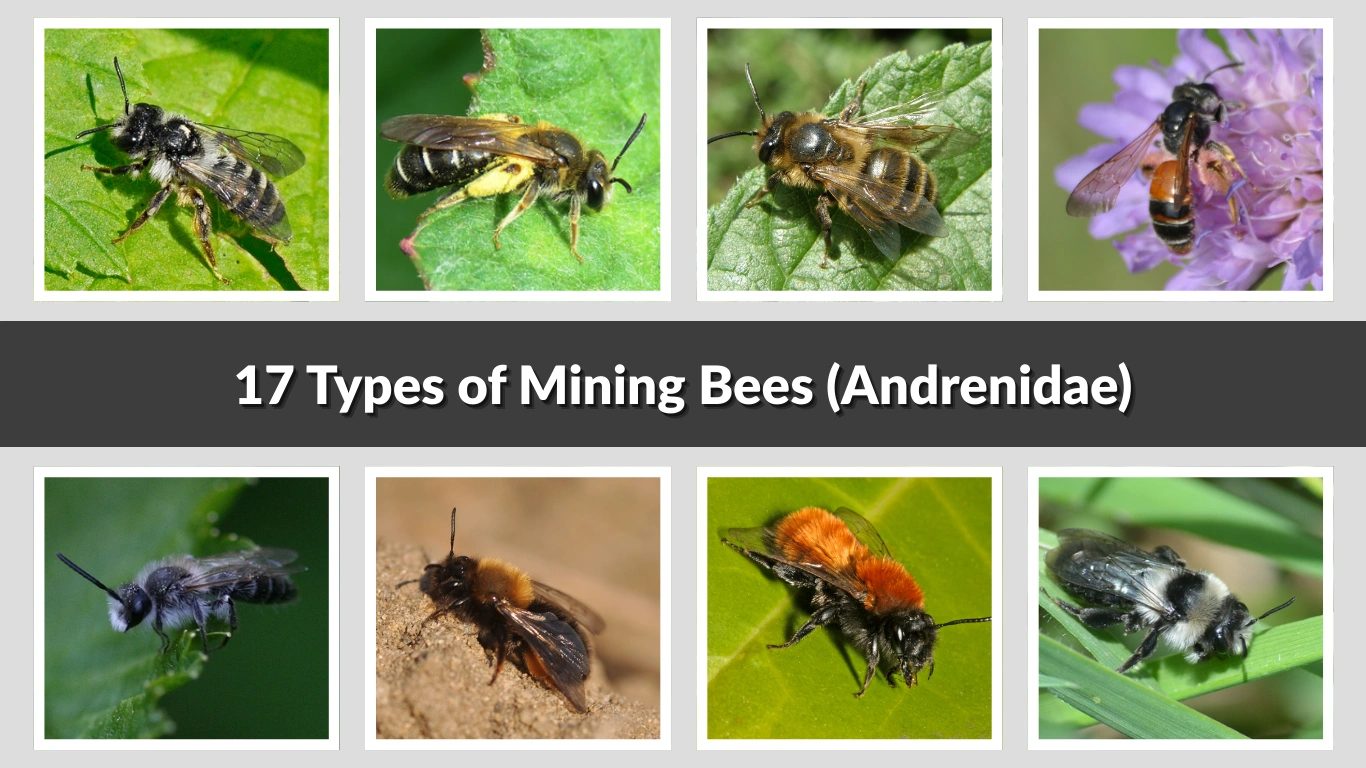 17 Types of Mining Bees (Andrenidae) Identification With Pictures