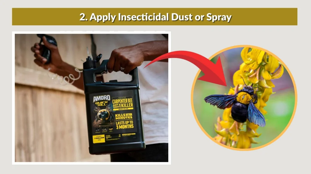 2. Apply Insecticidal Dust or Spray