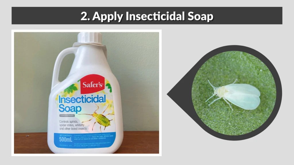 2. Apply Insecticidal Soap