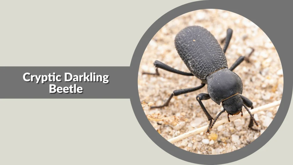23 Types of Darkling Beetle: Identification With Pictures