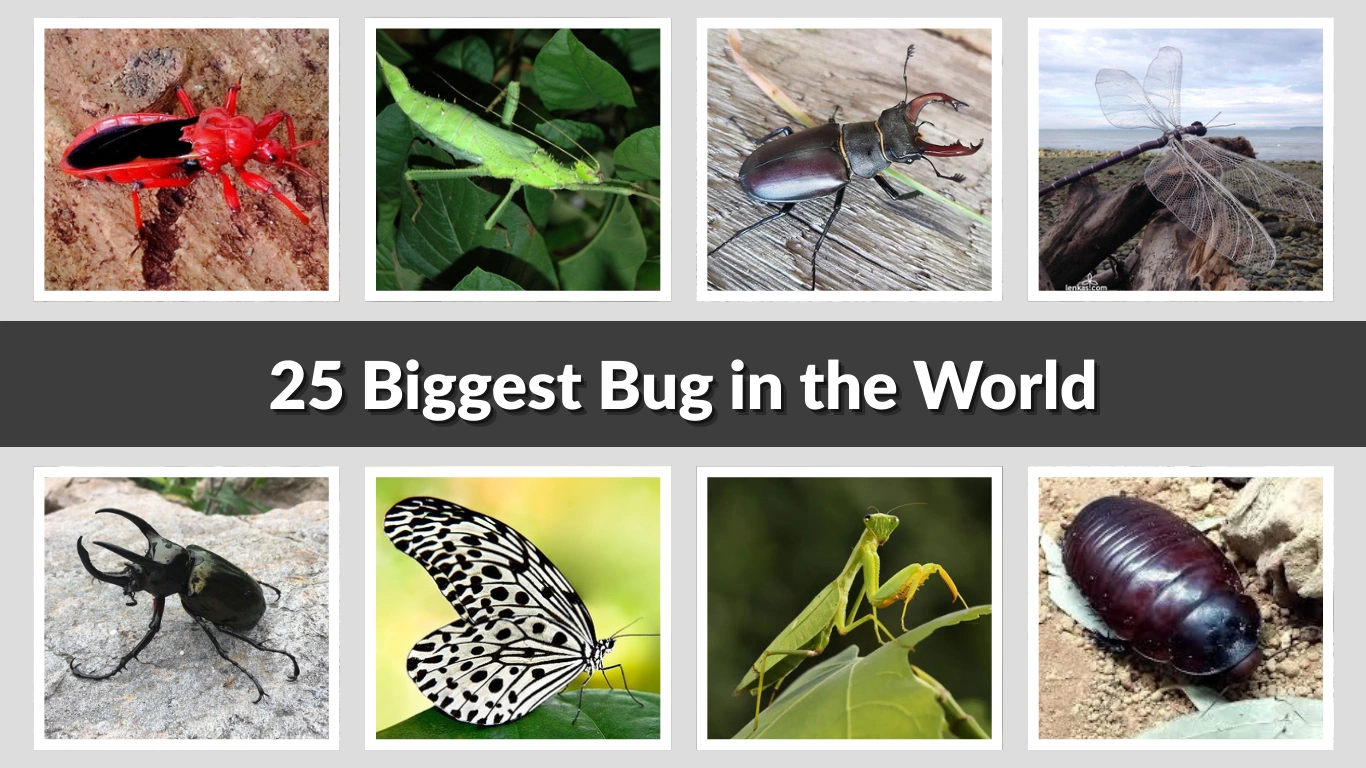 25 Biggest Bug in the World Identification with Pictures