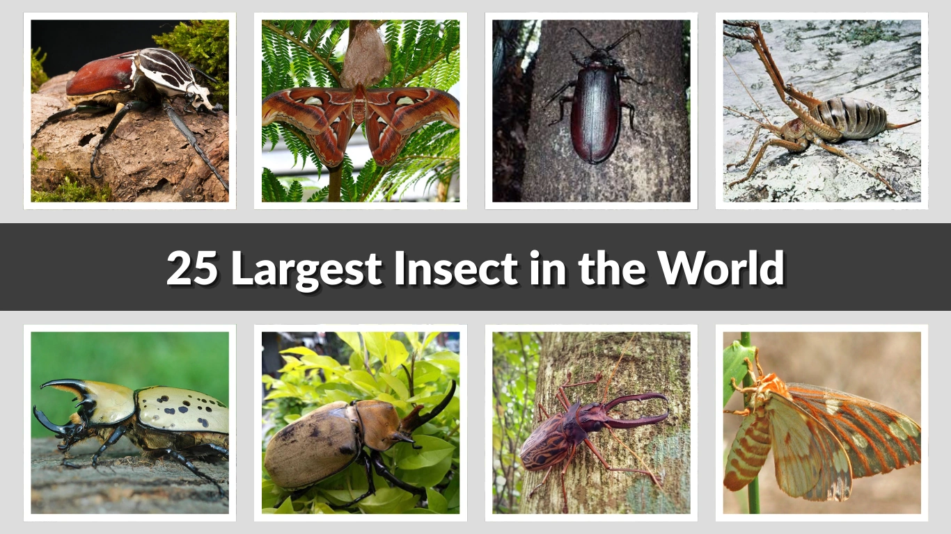 25 Largest Insect in the World Identification With Pictures