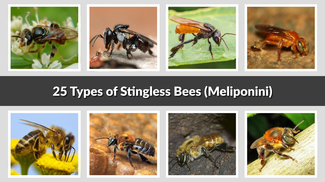 25 Types of Stingless Bees (Meliponini) Identification with Pictures