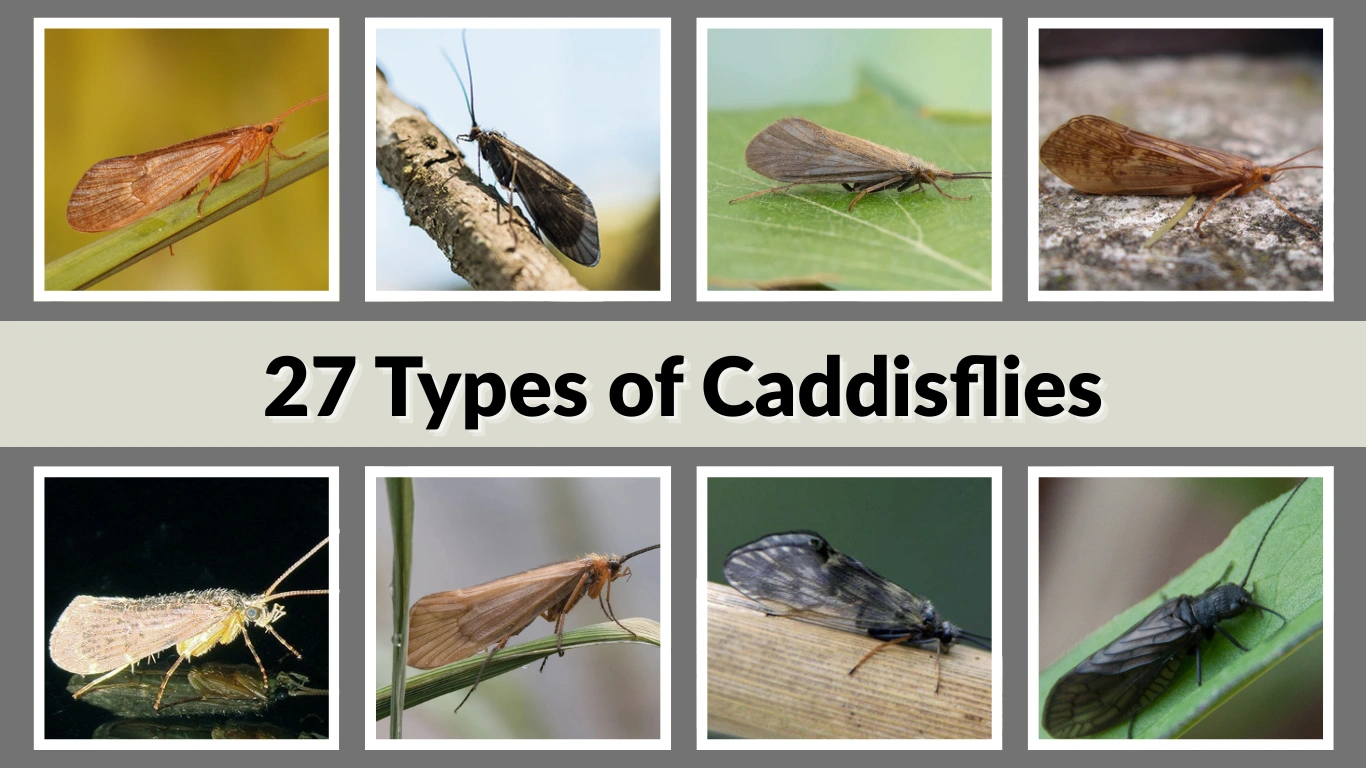 27 Types Of Caddisflies Identification With Pictures
