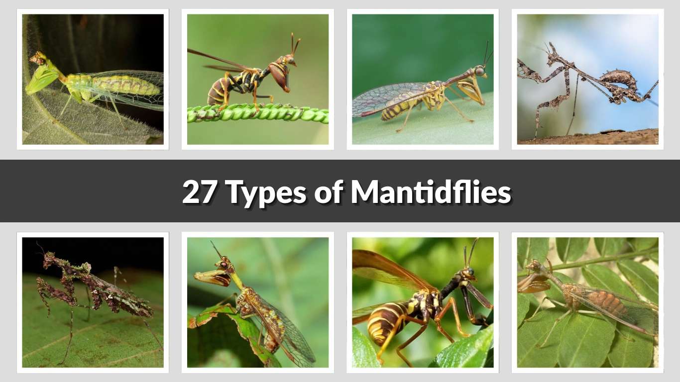 27 Types of Mantidflies Identification With Pictures