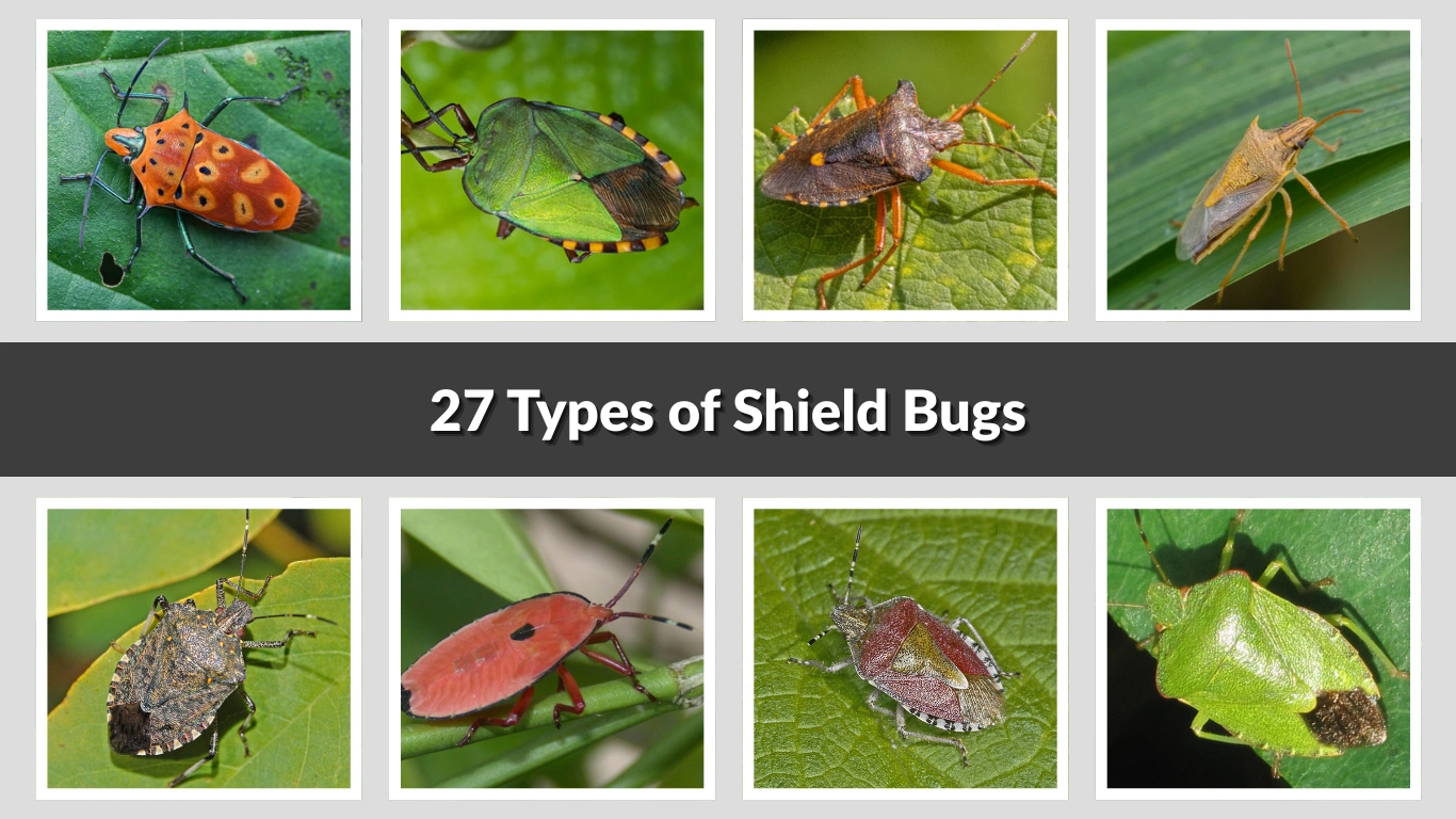 27 Types of Shield Bugs Identification with Pictures