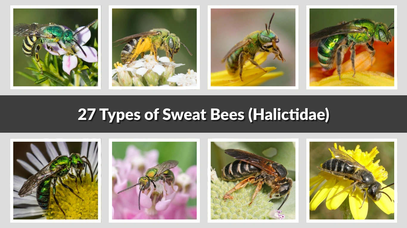 27 Types of Sweat Bees (Halictidae) Identification with Pictures