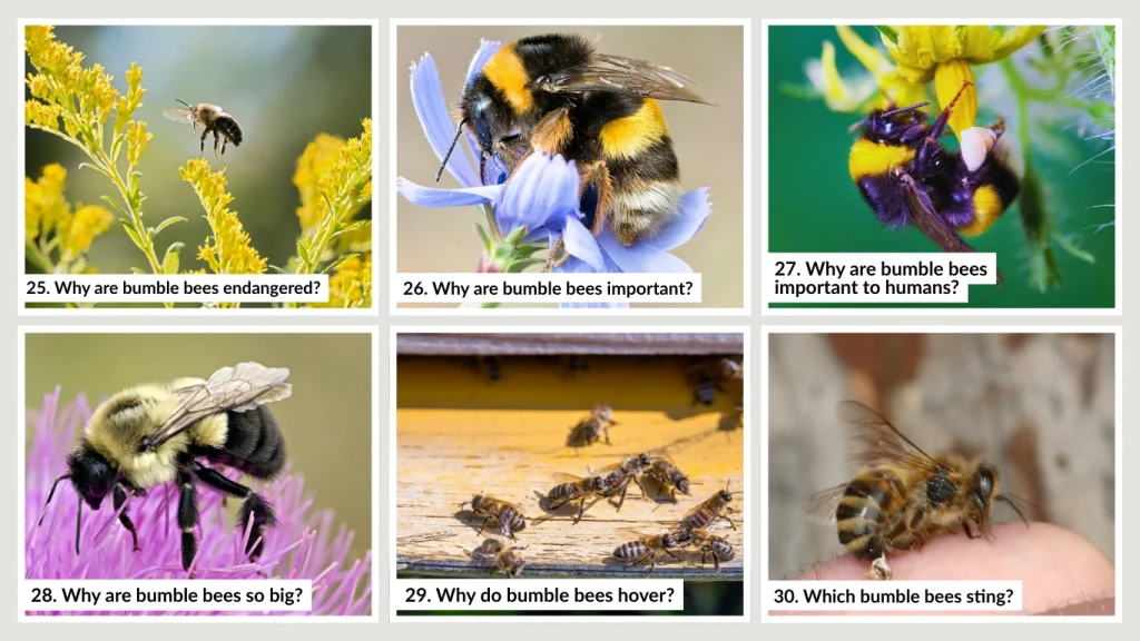 28. Why are bumble bees so big