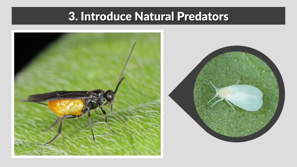 3. Introduce Natural Predators