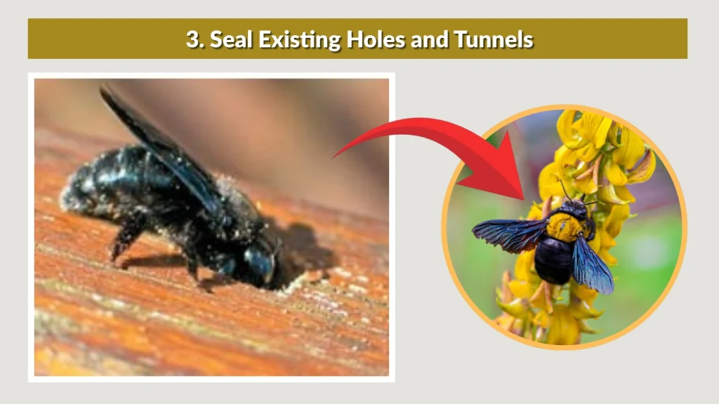 3. Seal Existing Holes and Tunnels