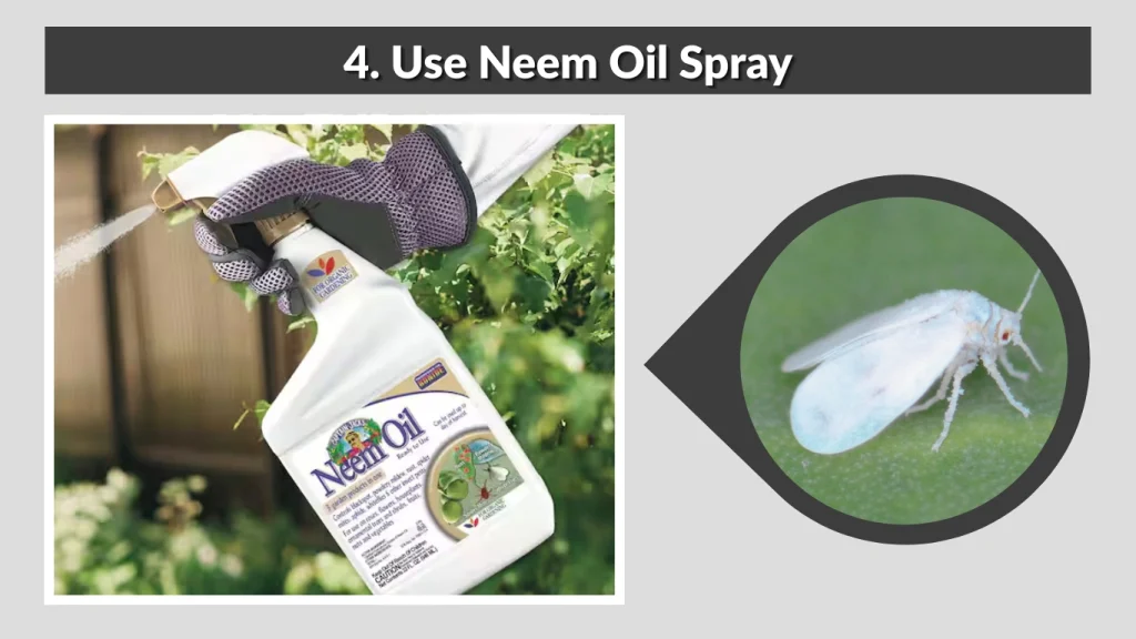 4. Use Neem Oil Spray