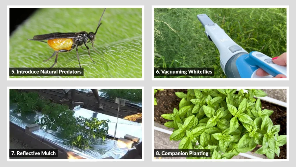 5. Introduce Natural Predators