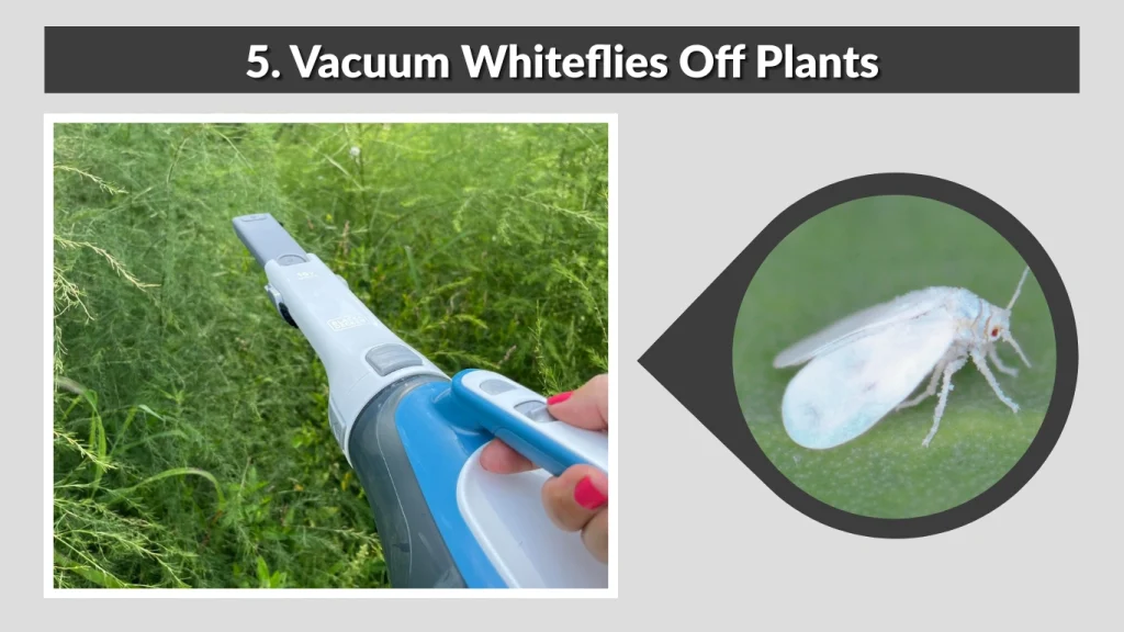 5. Vacuum Whiteflies Off Plants