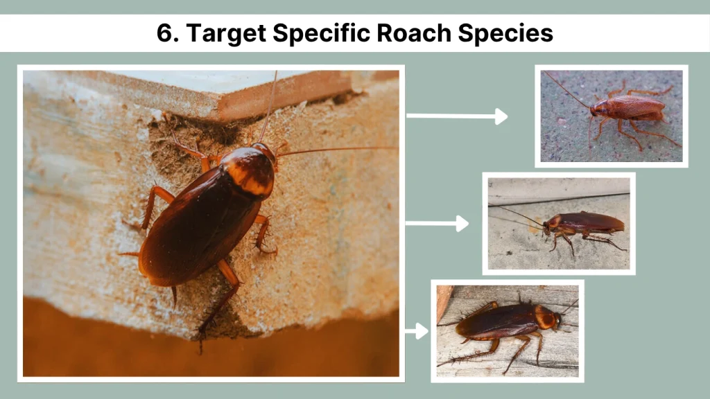 6. Target Specific Roach Species