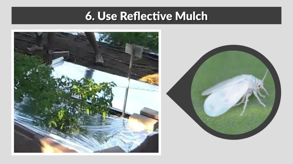 6. Use Reflective Mulch