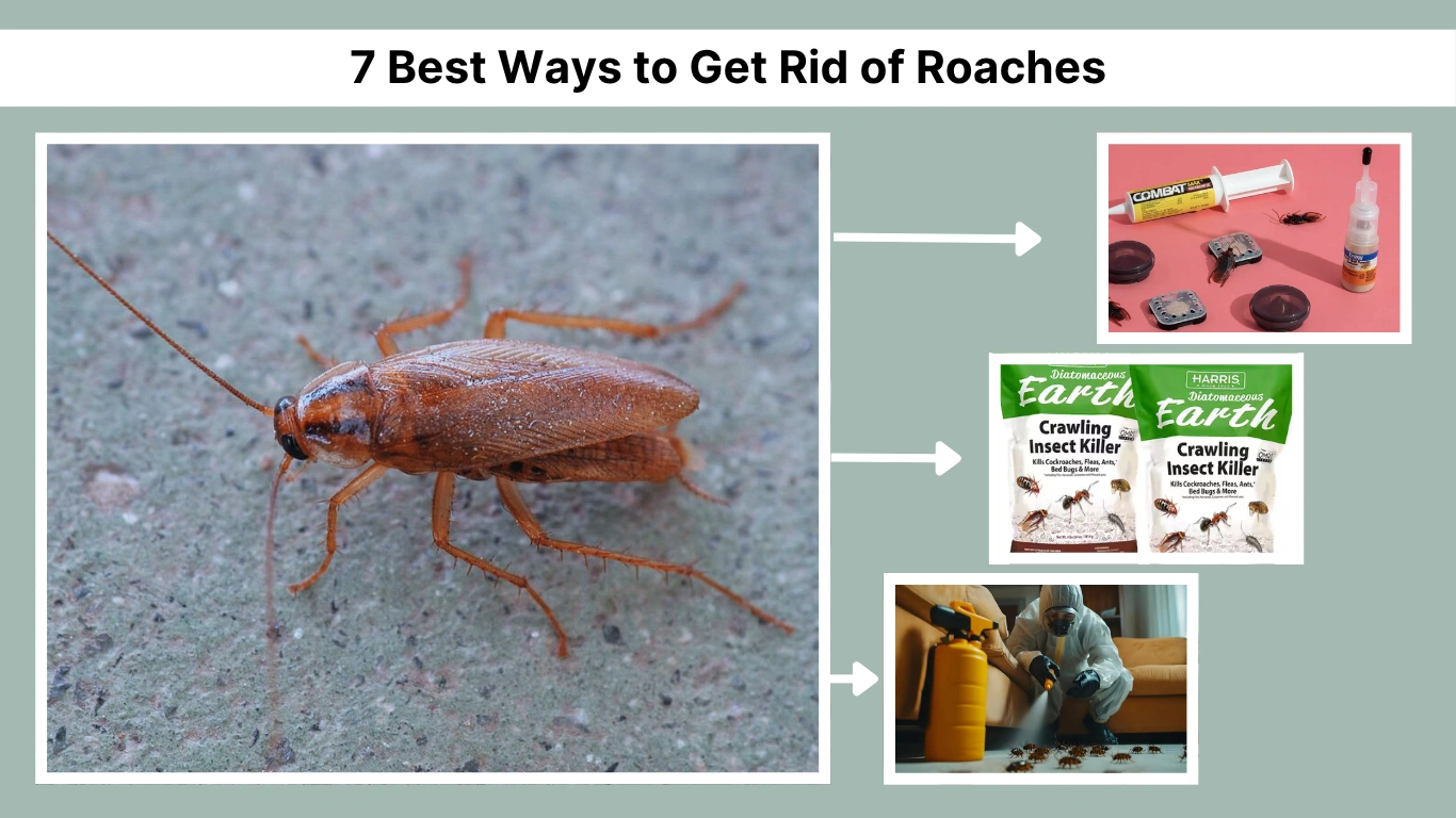 7 Best Ways to Get Rid of Roaches Fast, Safely, and for Good