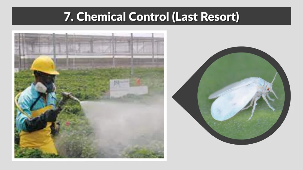7. Chemical Control (Last Resort)