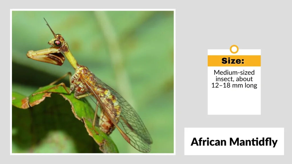 African Mantidfly