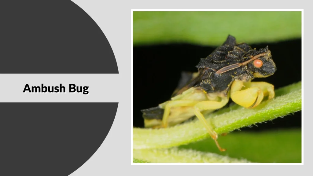 Ambush Bug
